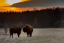 Load image into Gallery viewer, Tatanka | Rice Decoupage Paper | Dixie Belle